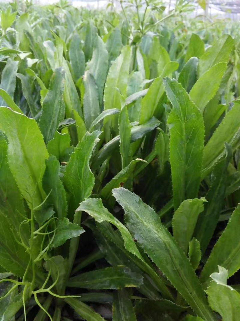 大芫荽（老缅芫荽、大香菜）