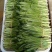 大芫荽（老缅芫荽、大香菜）