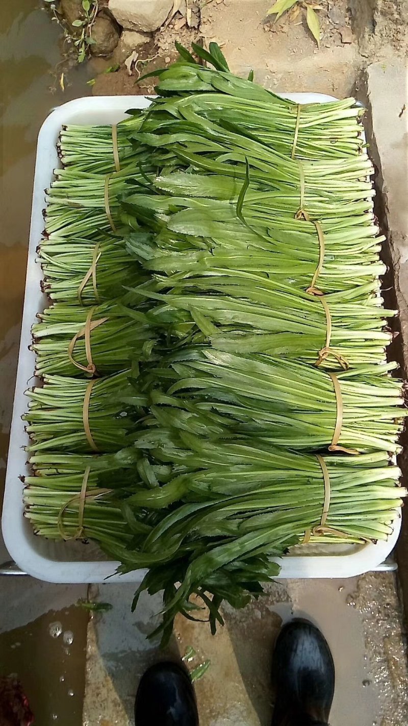 大芫荽（老缅芫荽、大香菜）