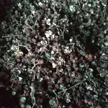 贵州中药材野生吴茱萸山辣子吴萸子