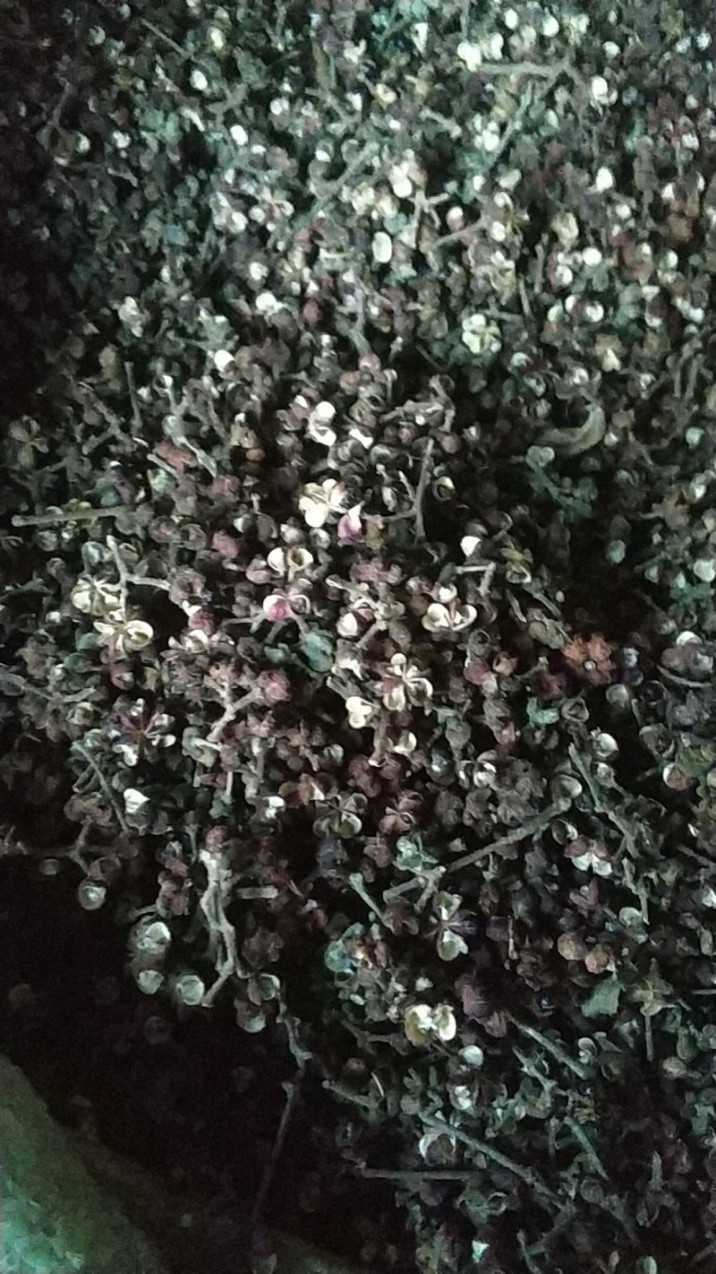贵州中药材野生吴茱萸山辣子吴萸子