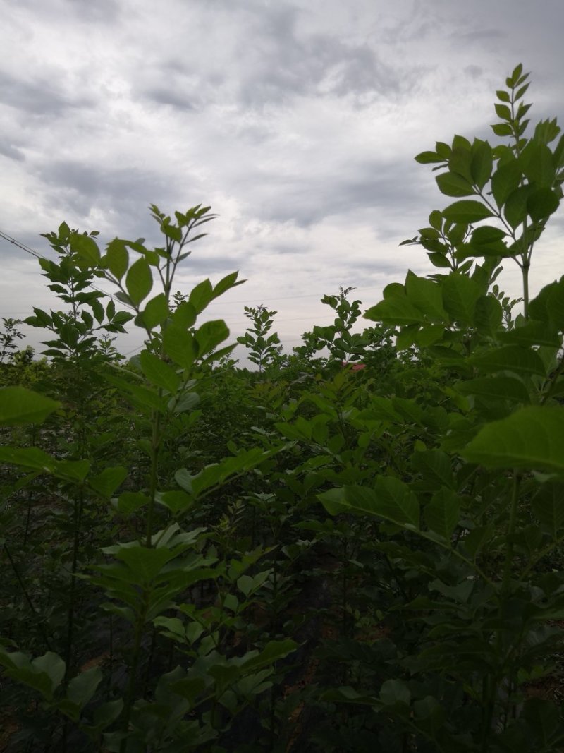 最有前景的树种——水蜡