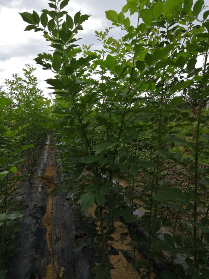 最有前景的树种——水蜡