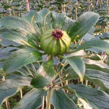 各种药材