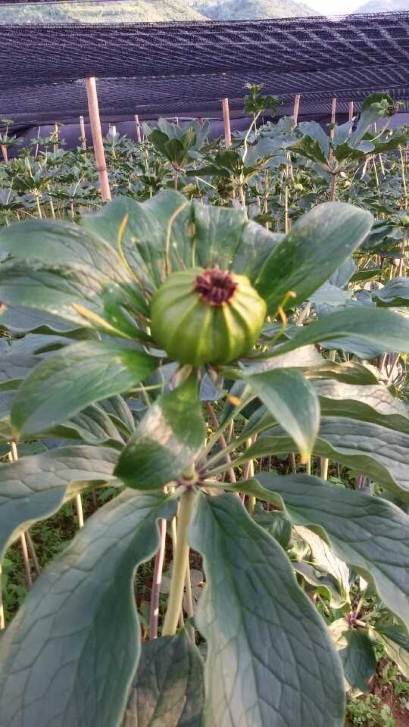 各种药材
