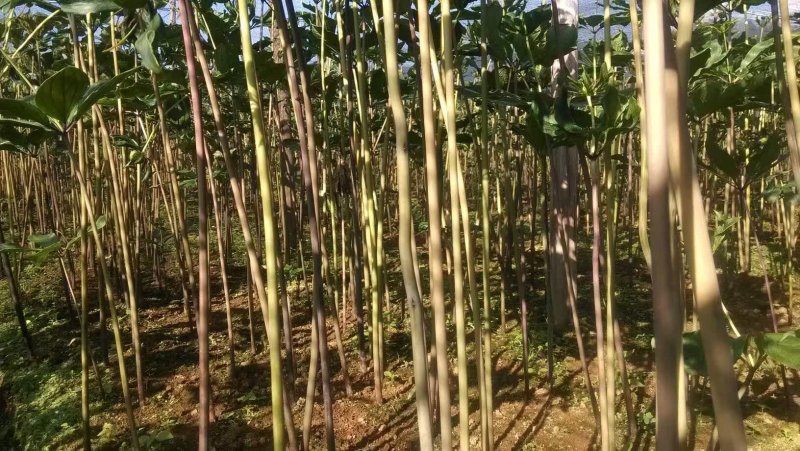 各种药材
