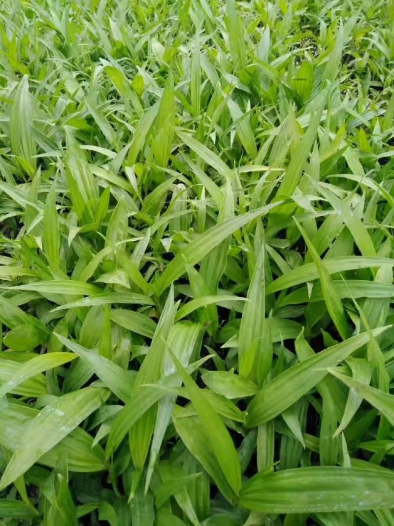 各种药材