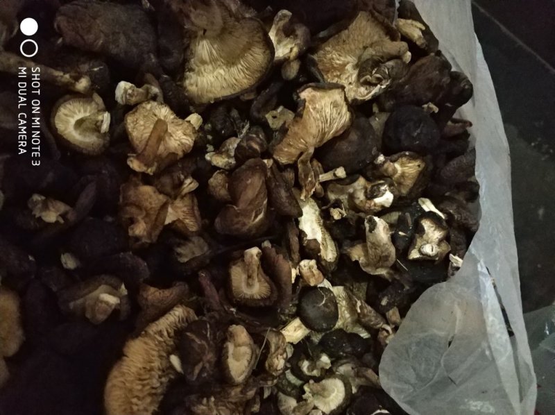 贵州百里杜鹃野生香菇，香菌