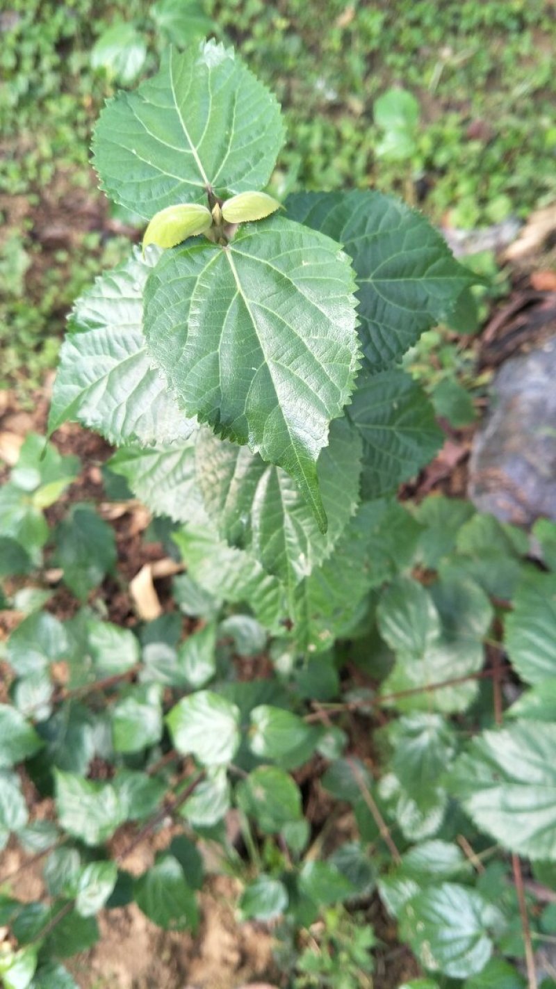 豆腐柴树苗，神仙豆腐树苗