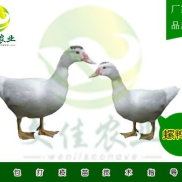 番鸭苗