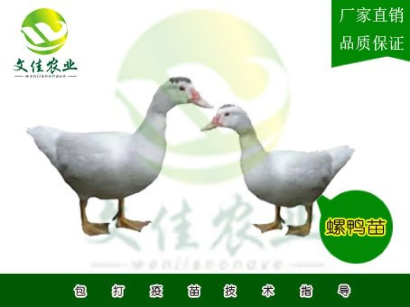 番鸭苗