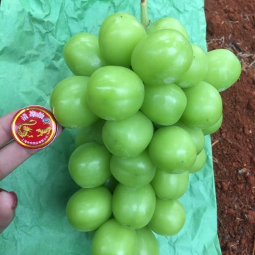 舌尖上的美味