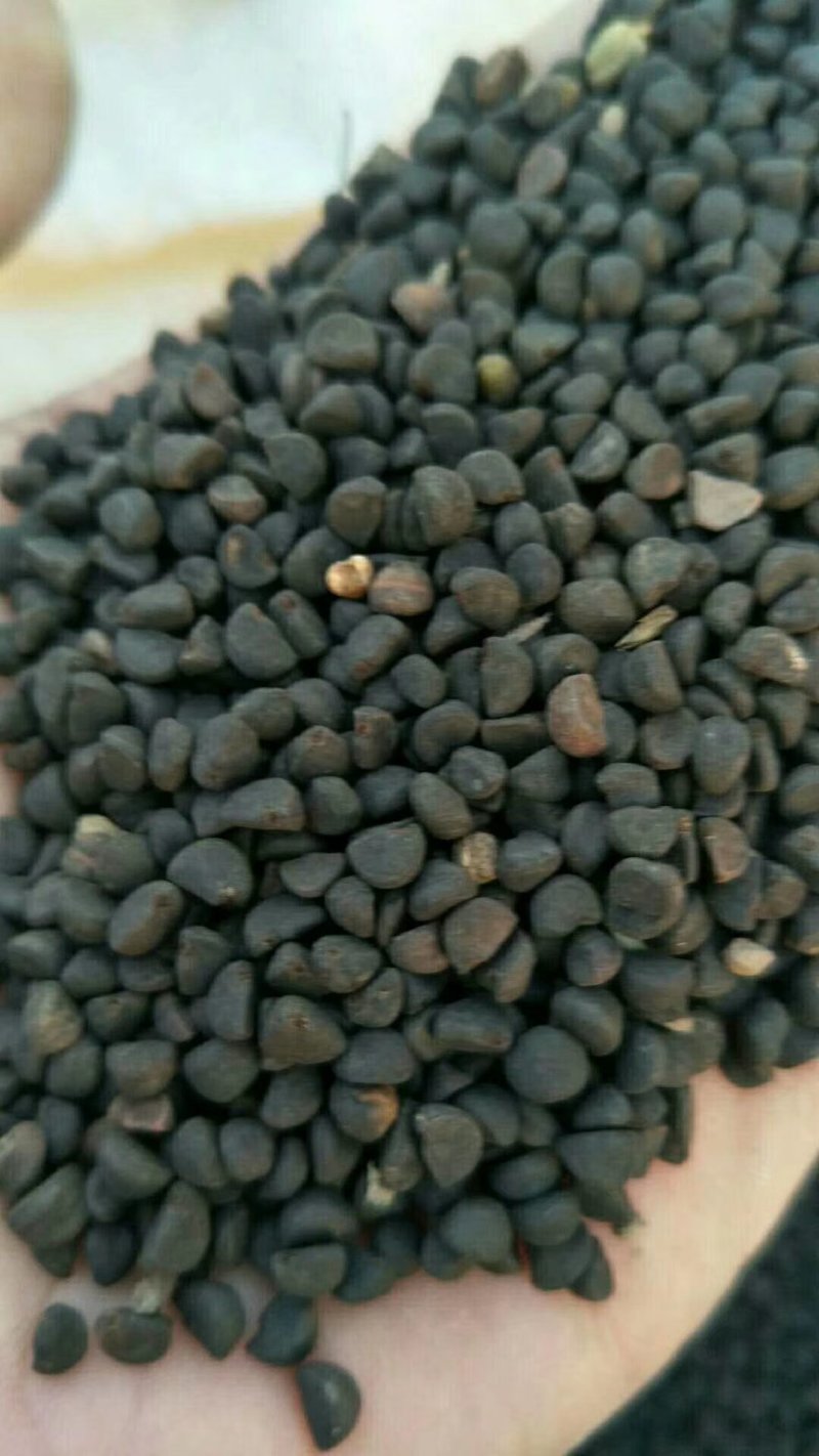 牵牛子