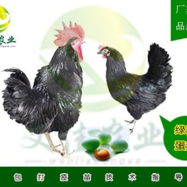绿壳蛋鸡苗
