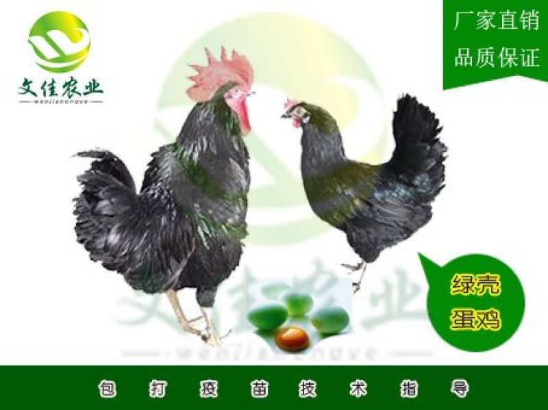 绿壳蛋鸡苗