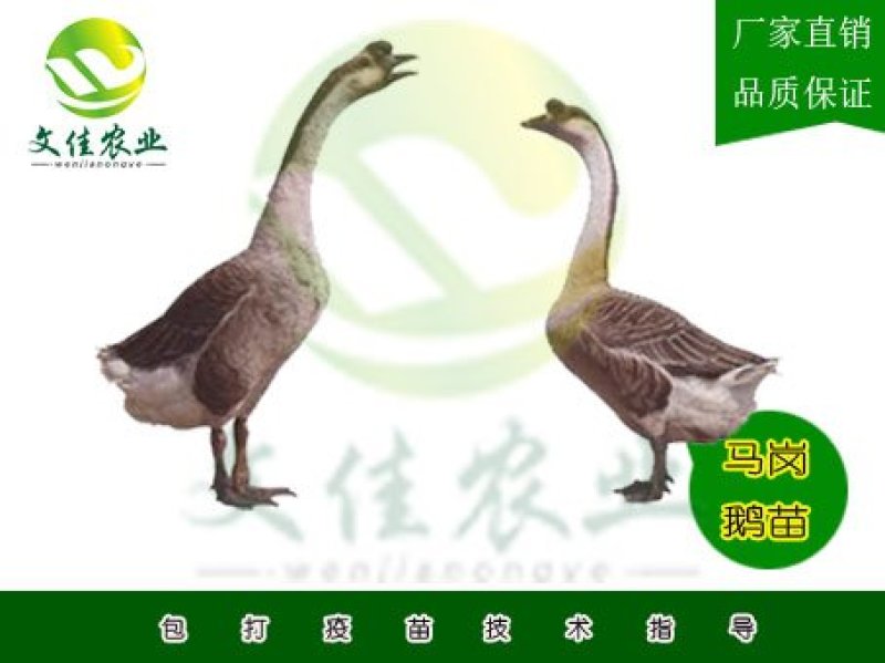 马岗鹅苗