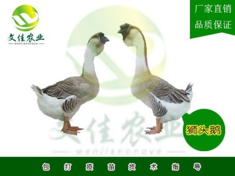 狮头鹅苗
