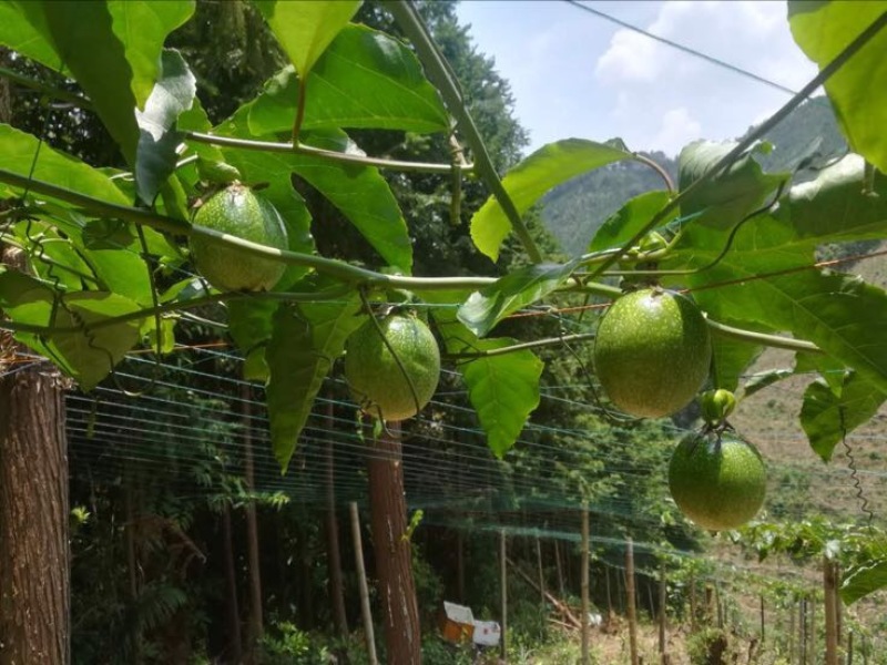黄金百香果黄果50~60g