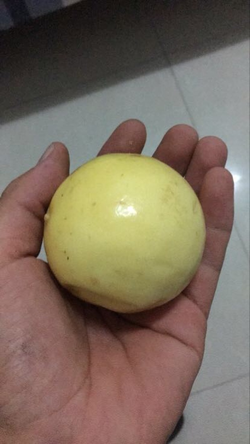 黄金百香果黄果50~60g