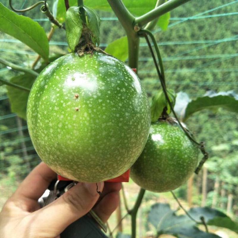 黄金百香果黄果50~60g