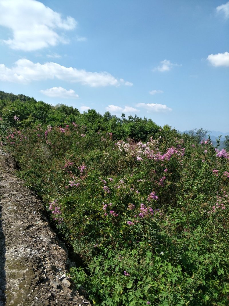 紫薇树苗