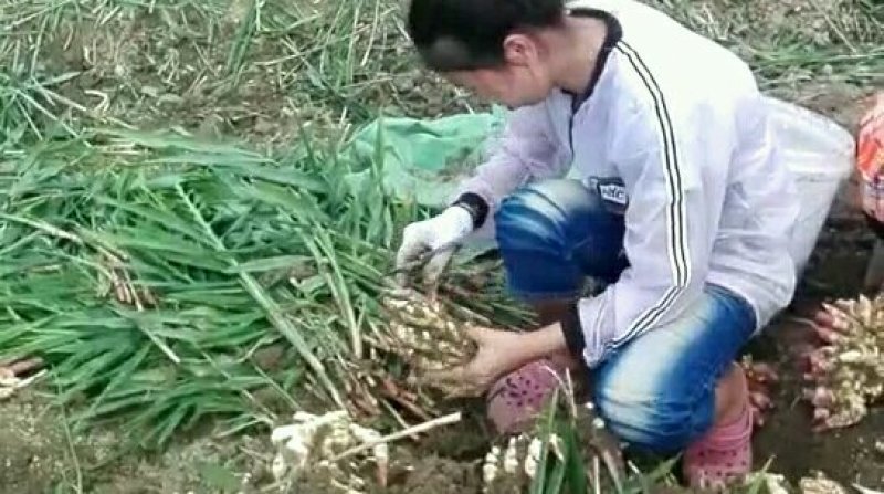 子姜