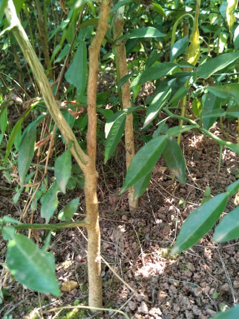 香橙苗，香橙奶苗，1年苗，2年苗，3年苗。。。。。。。。