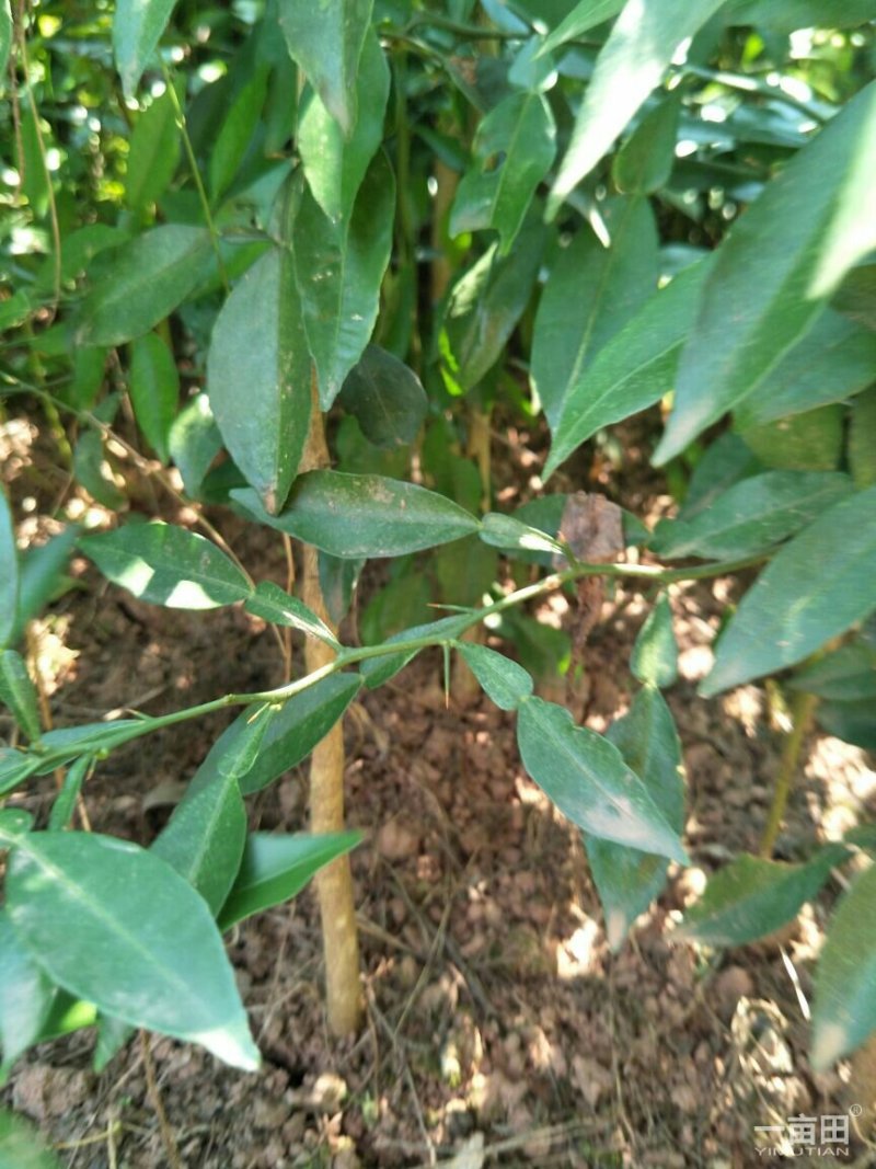 香橙苗，香橙奶苗，1年苗，2年苗，3年苗。。。。。。。。
