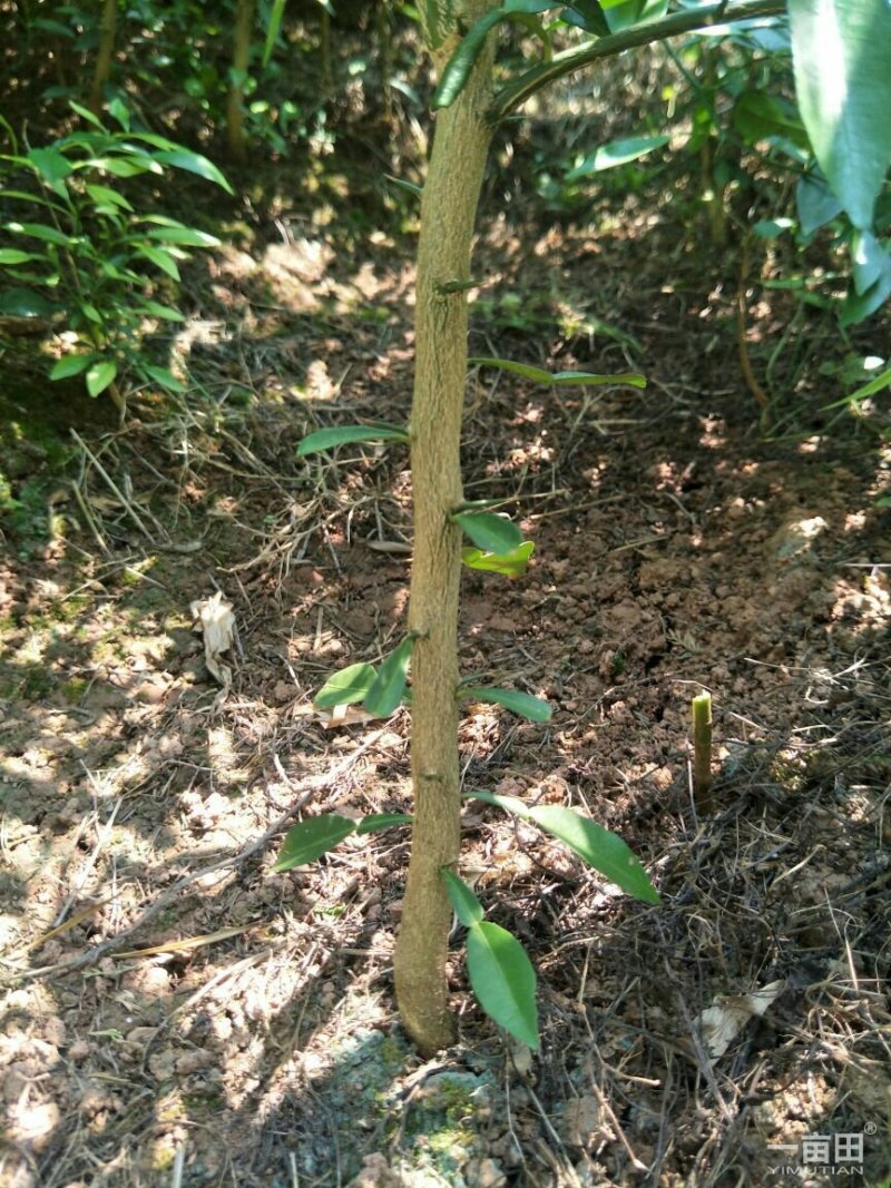 香橙苗，香橙奶苗，1年苗，2年苗，3年苗。。。。。。。。