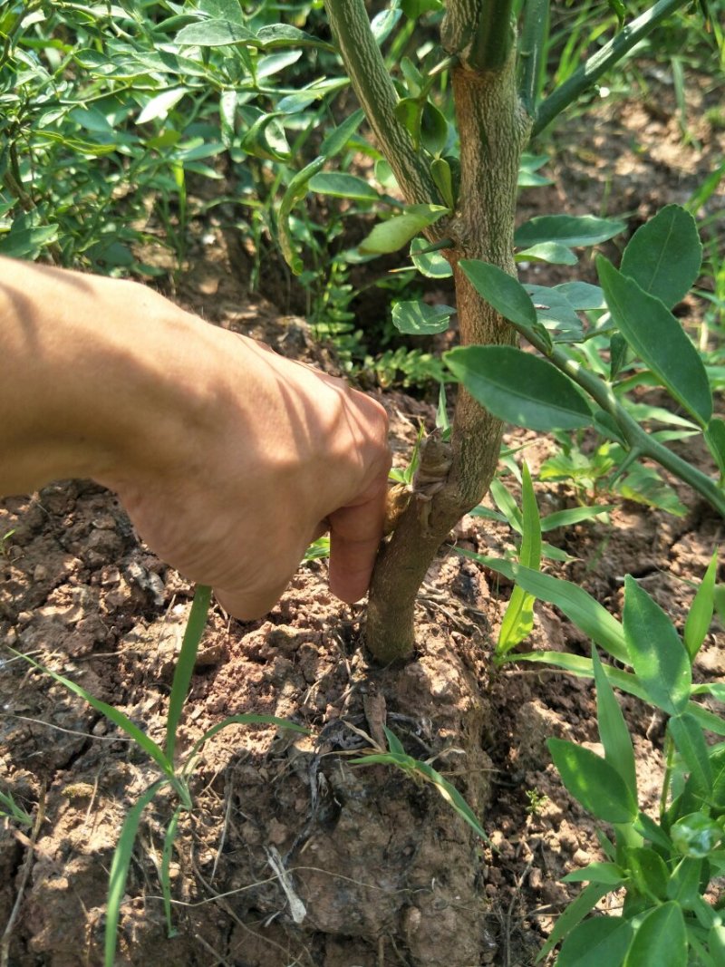 香橙苗，香橙奶苗，1年苗，2年苗，3年苗。。。。。。。。
