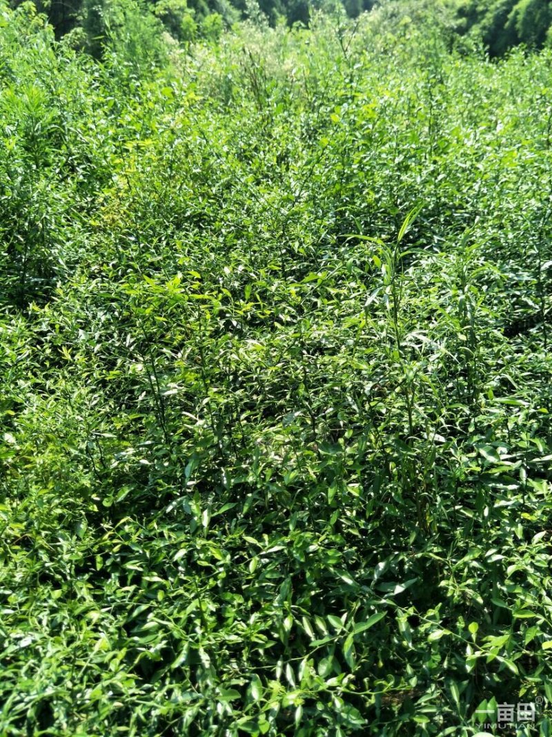 香橙苗，香橙奶苗，1年苗，2年苗，3年苗。。。。。。。。