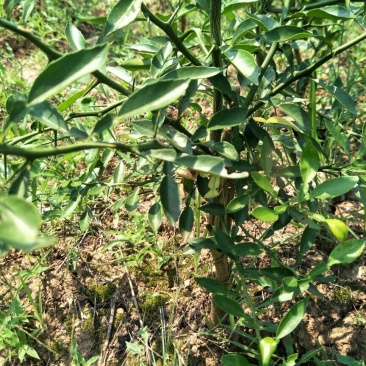 香橙苗，香橙奶苗，1年苗，2年苗，3年苗。。。。。。。。