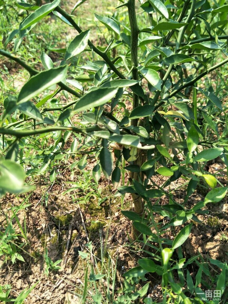 香橙苗，香橙奶苗，1年苗，2年苗，3年苗。。。。。。。。
