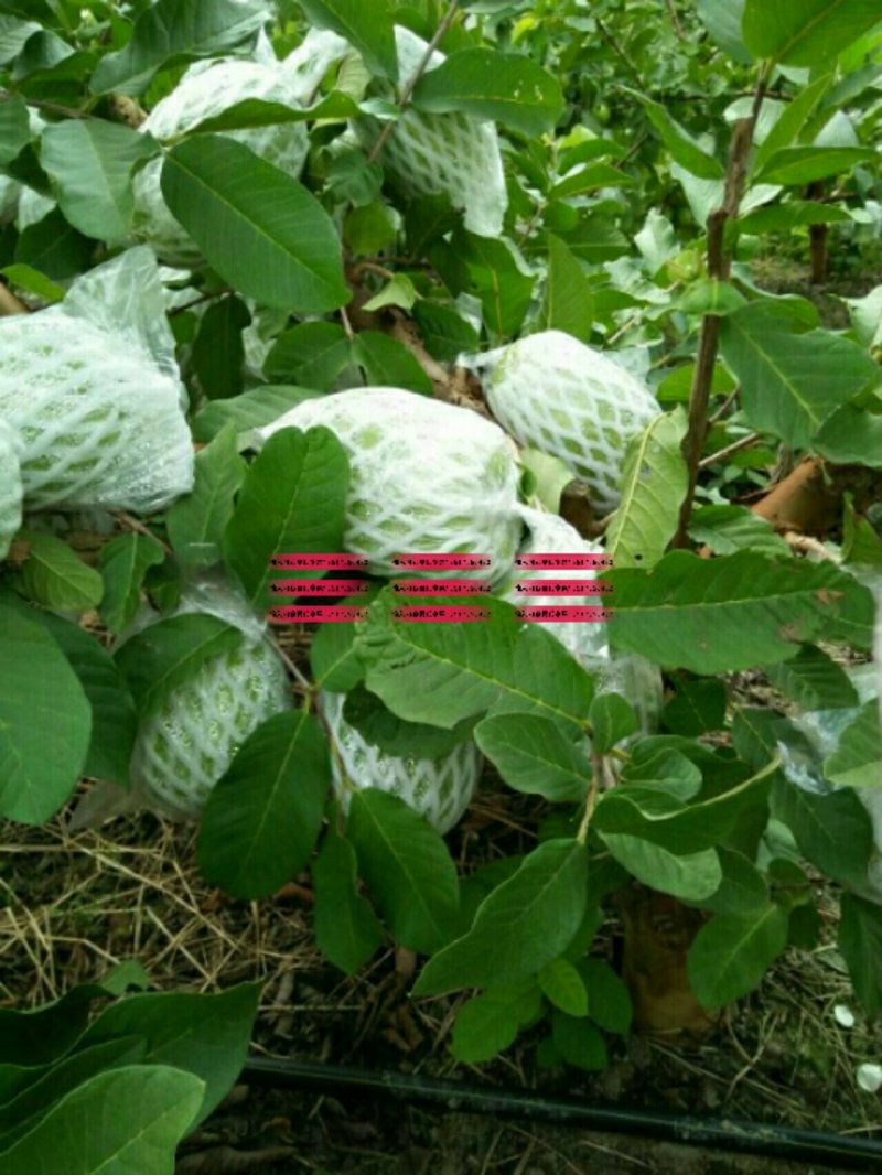 番石榴