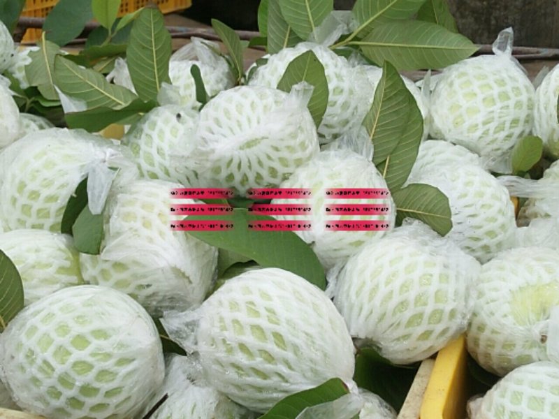 番石榴