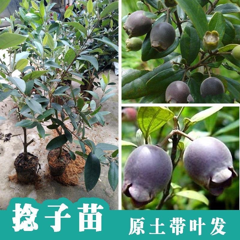 捻子树苗果树捻子果苗山捻子苗乌稔桃金娘山花烂漫果苗盆栽地