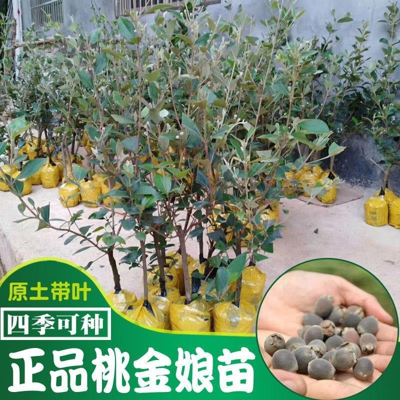 捻子树苗果树捻子果苗山捻子苗乌稔桃金娘山花烂漫果苗盆栽地