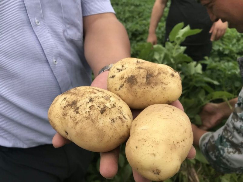 甘肃基地大西洋土豆商品薯，三两以上无空心！无黑心