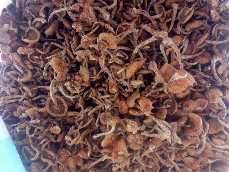 滑子菇