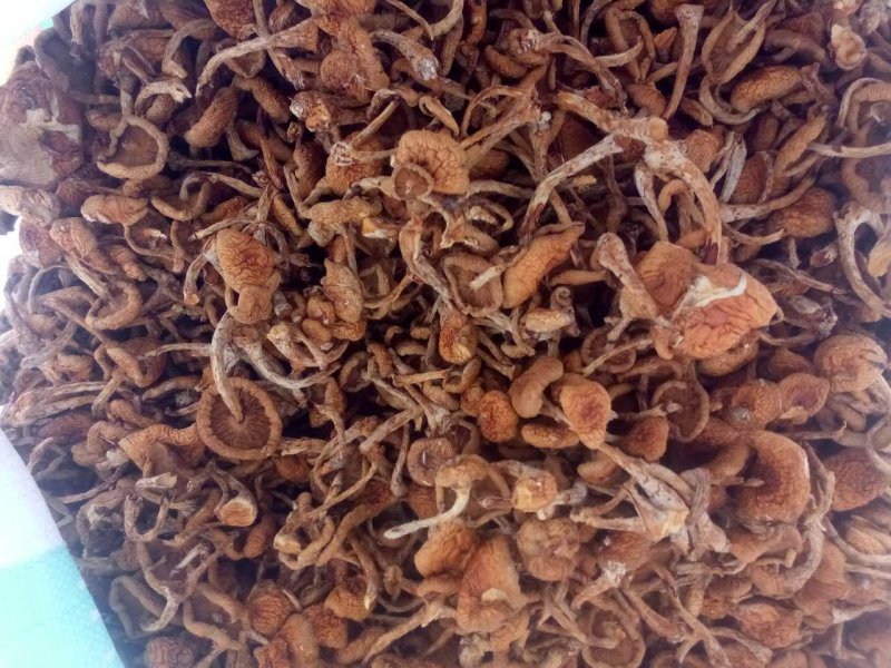 滑子菇
