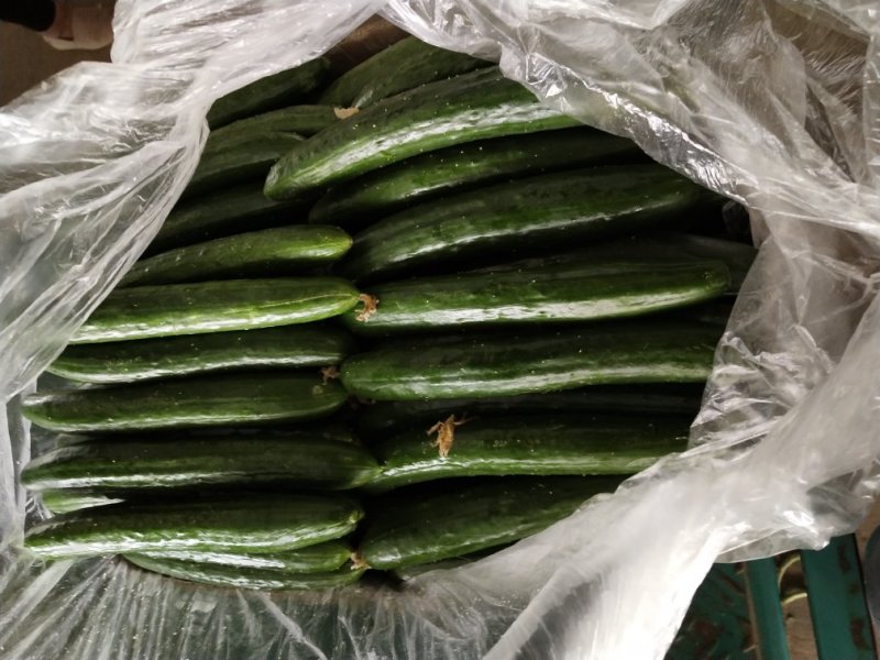 精品油皮小黄瓜鲜花带刺大量上市