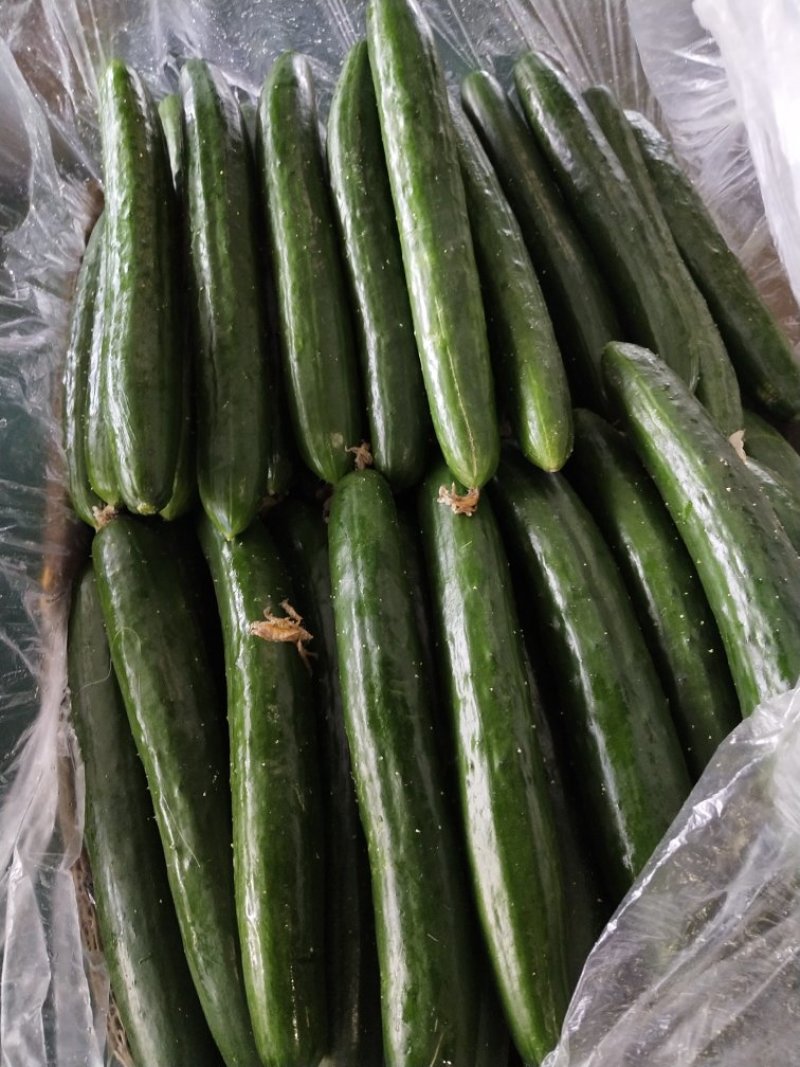 精品油皮小黄瓜鲜花带刺大量上市