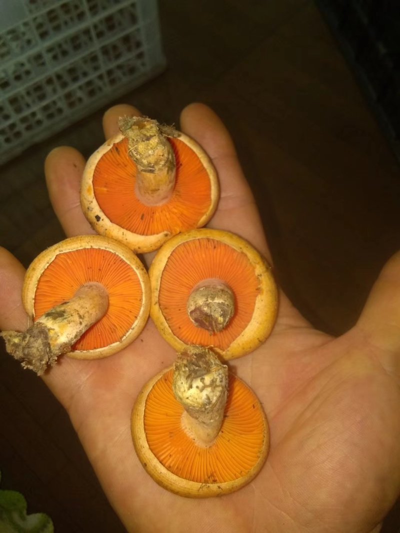 松树菇，野生蘑菇，谷熟菇三九菇