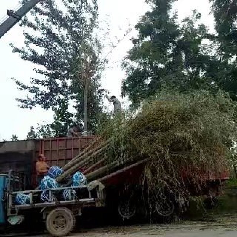 长庚苗圃长年出售各种垂柳旱柳金丝柳馒头柳树