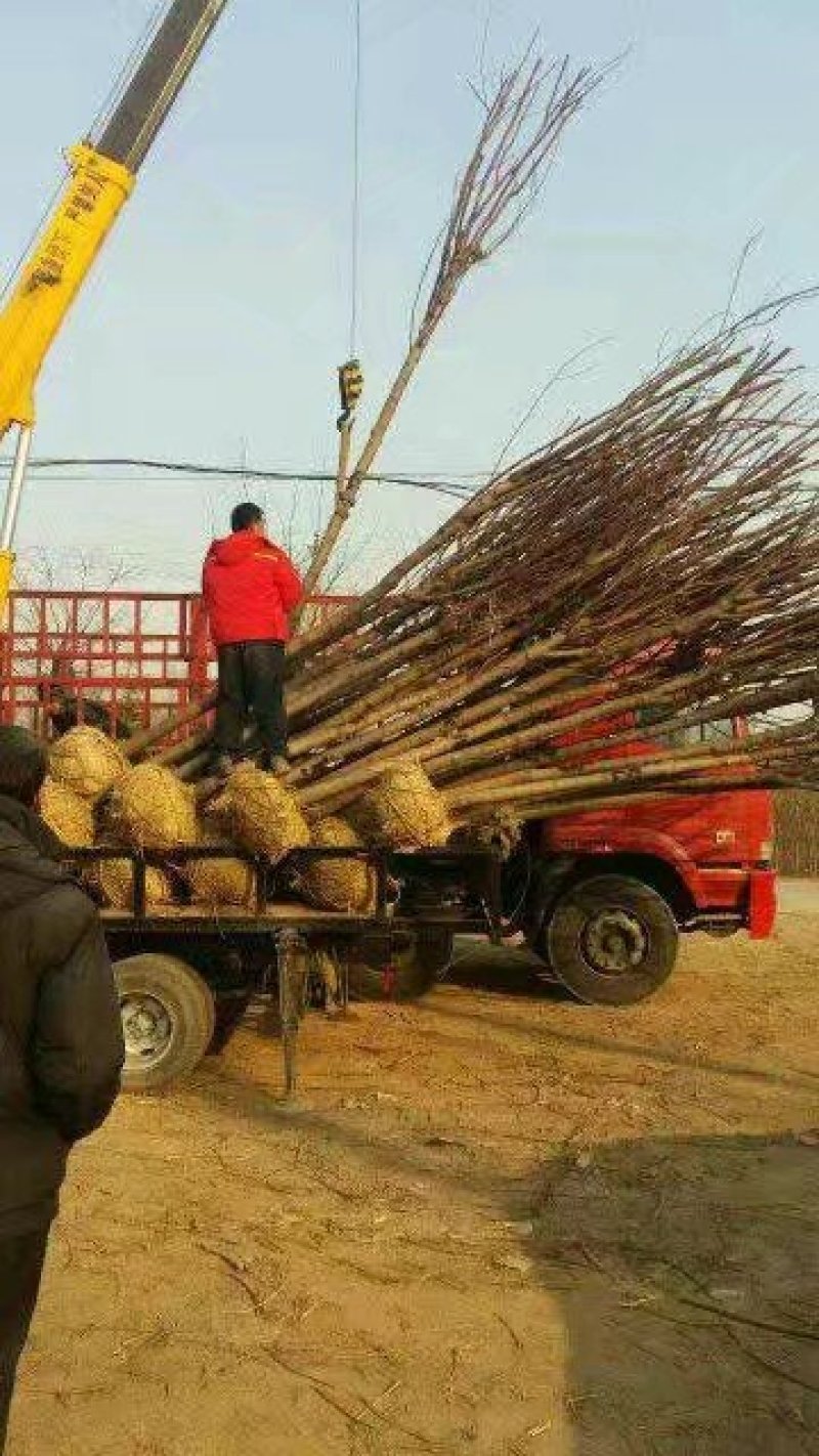 长庚苗圃长年出售各种垂柳旱柳金丝柳馒头柳树