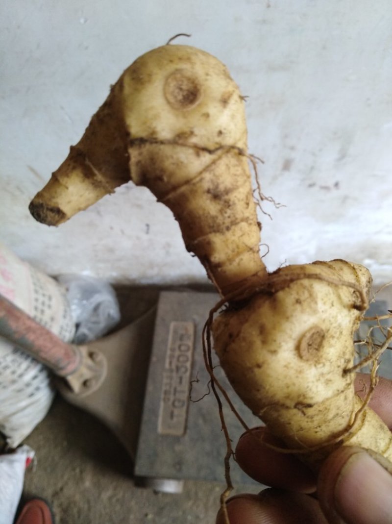 鸡头青皮黄精果子，黄精种子