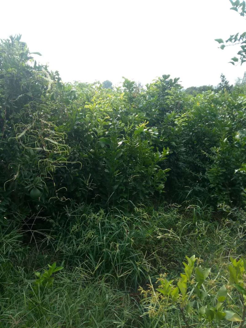 四川眉山大量出售柚子树苗