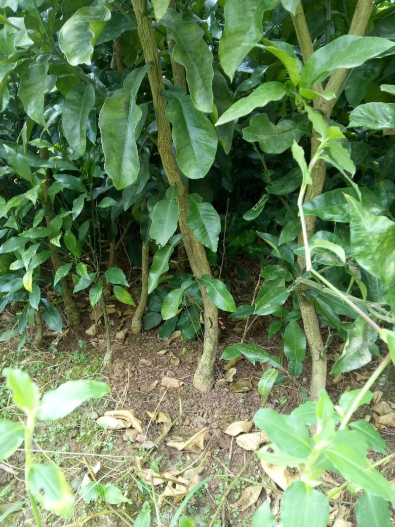 四川眉山大量出售柚子树苗