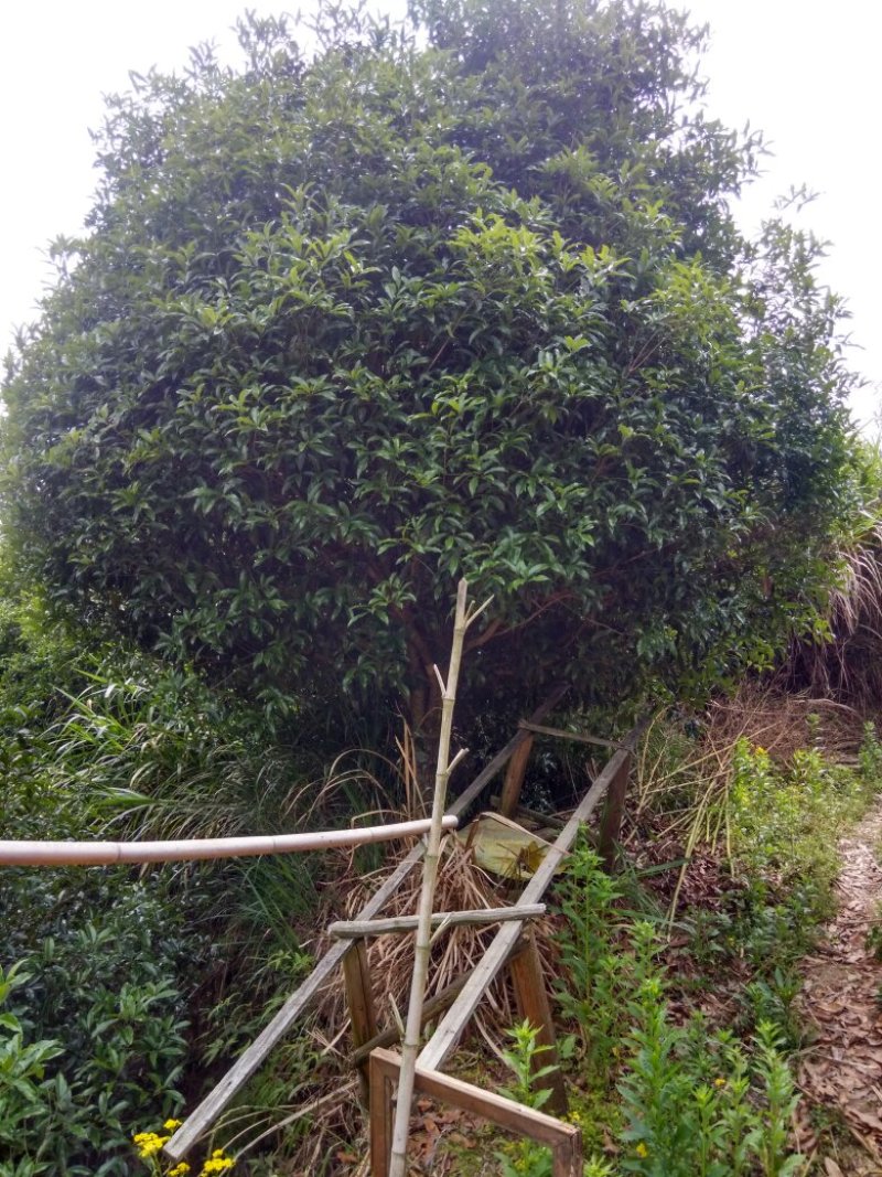 中国丹桂之乡，福建浦城全规格红花丹桂，欢迎新老客户前来选