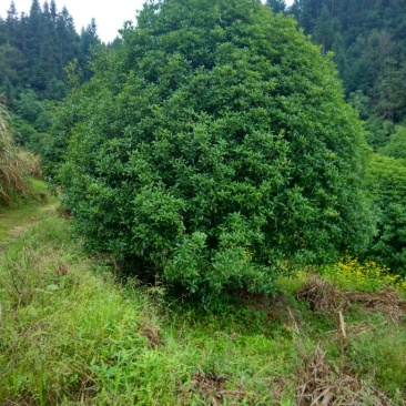 中国丹桂之乡，福建浦城全规格红花丹桂，欢迎新老客户前来选